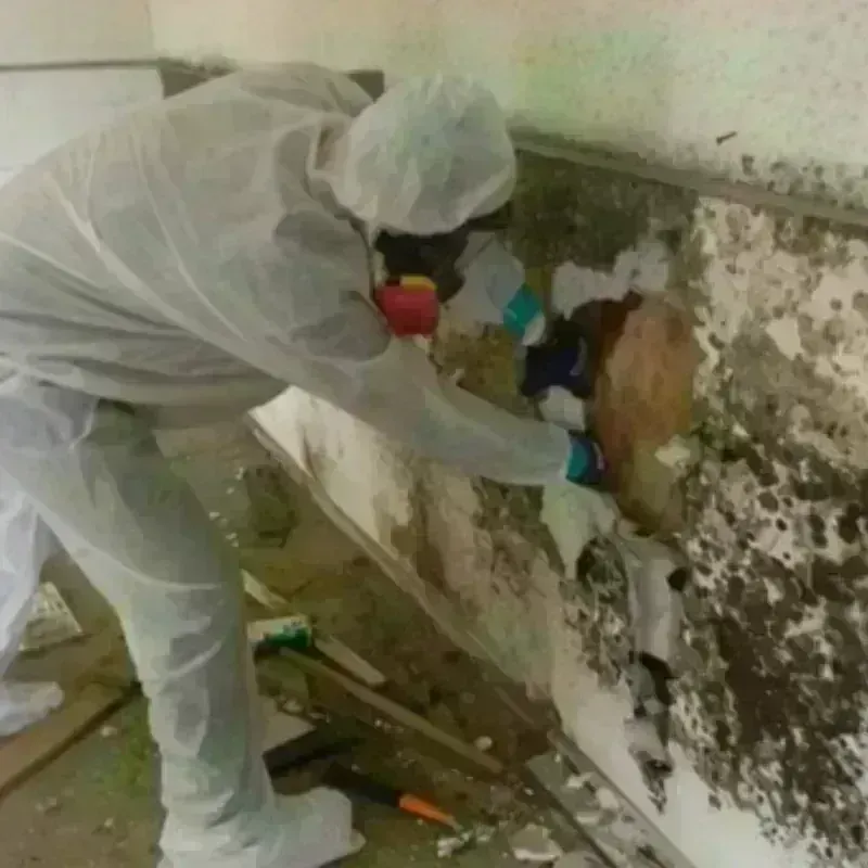 Mold Remediation and Removal in San Juan Capistrano, CA